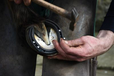 Farrier putting shoe on horse 